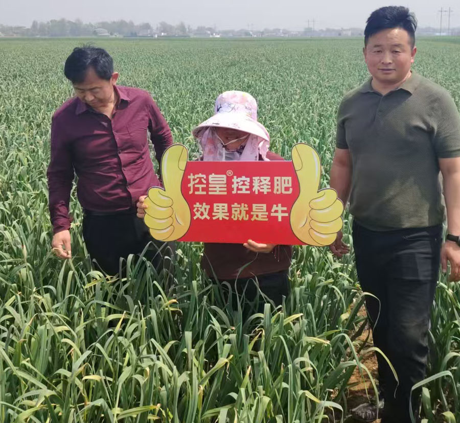 示范田：控皇三头牛莘县