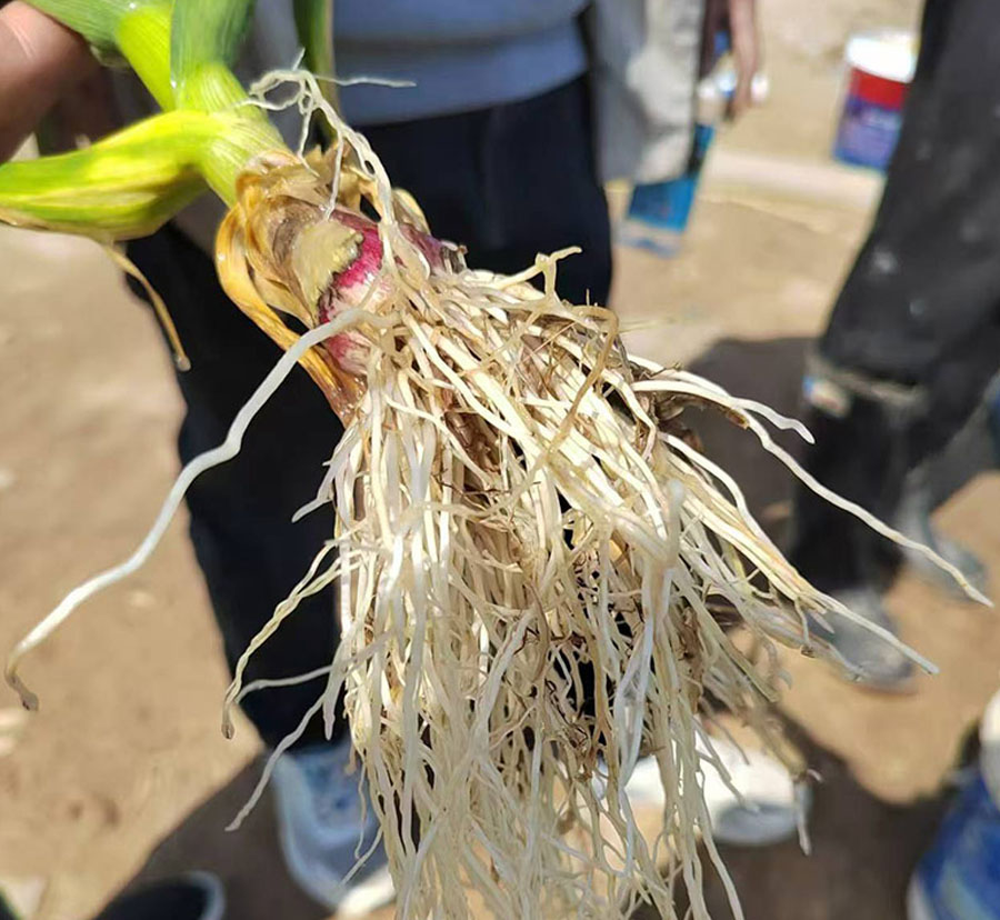 示范田：控皇三头牛菏泽成武