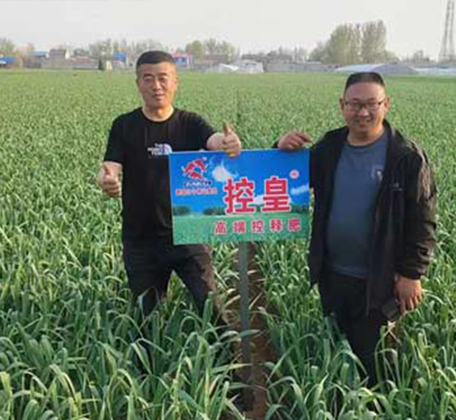 示范田：控皇三头牛在金乡